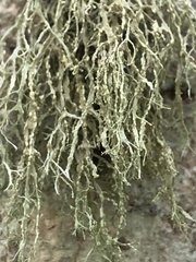 Ramalina farinacea