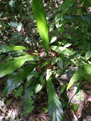 Anthurium crenatum
