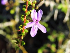 Oplonia spinosa