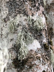 Ramalina farinacea