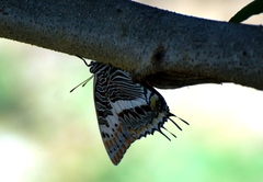 Charaxes saturnus saturnus