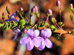 Oplonia spinosa
