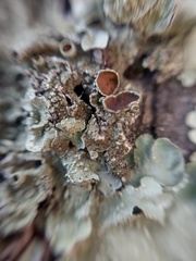 Flavopunctelia praesignis