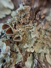 Flavopunctelia praesignis