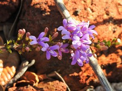 Oplonia spinosa