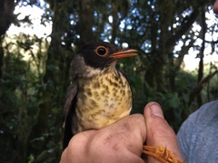 Catharus maculatus