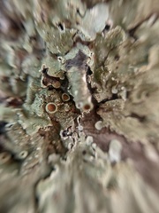 Flavopunctelia praesignis