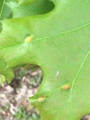 Macrodiplosis majalis