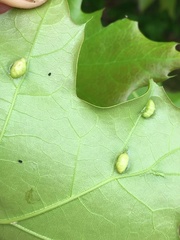 Macrodiplosis majalis