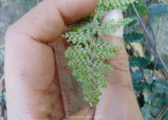Myriopteris myriophylla
