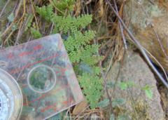 Myriopteris myriophylla