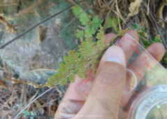 Myriopteris myriophylla