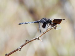 Erythrodiplax umbrata