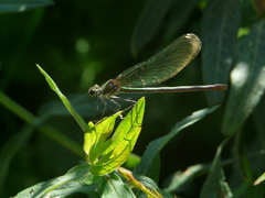 Calopteryx xanthostoma