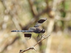 Erythrodiplax umbrata