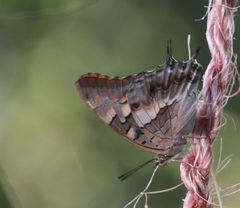 Charaxes guderiana guderiana