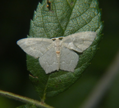 Chloropteryx tepperaria
