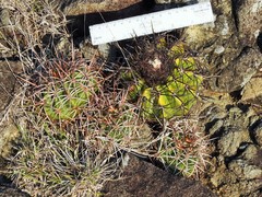 Melocactus curvispinus koolwijkianus