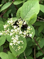 Viburnum lantana