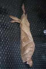 Pseudodalaca