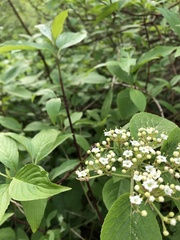Viburnum lantana