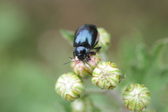 Chrysolina aurichalcea