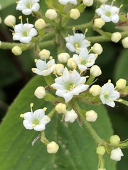 Viburnum lantana