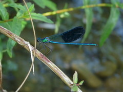 Calopteryx xanthostoma