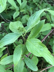 Viburnum lantana
