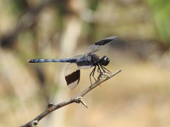 Erythrodiplax umbrata