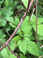 Viburnum lantana