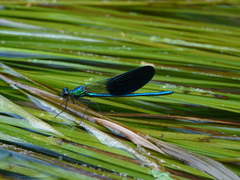 Calopteryx xanthostoma