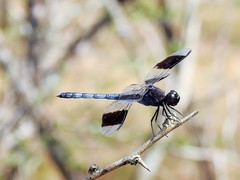 Erythrodiplax umbrata