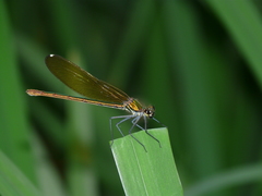 Calopteryx xanthostoma