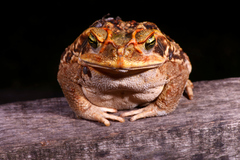 Rhinella