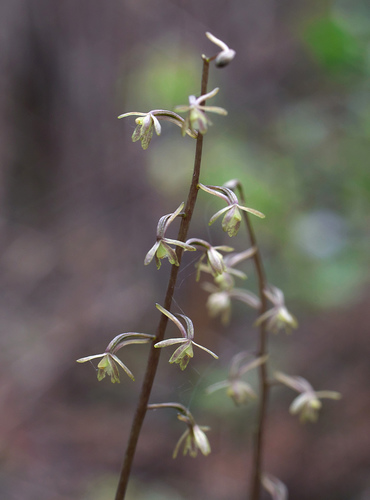 Tipularia japonica iNat (1)