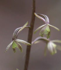 Tipularia japonica