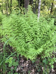 Athyrium filix-femina