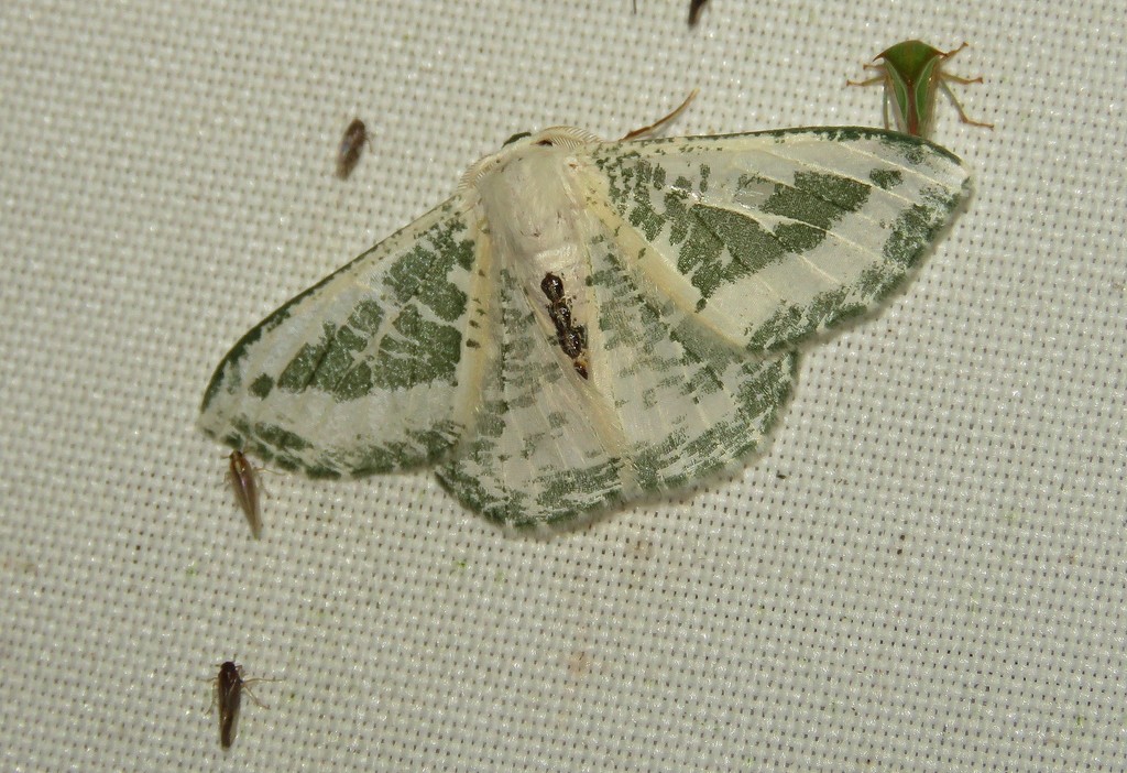 Oospila lactecincta