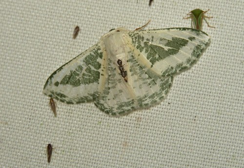 Oospila lactecincta