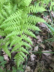 Athyrium filix-femina