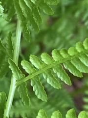 Athyrium filix-femina