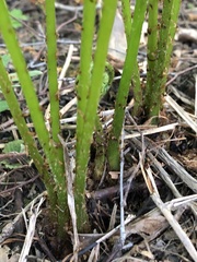 Athyrium filix-femina