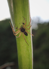 Philodromus dispar
