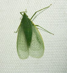 Plegmatoptera