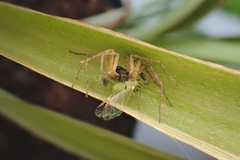 Philodromus dispar