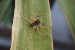 Philodromus dispar