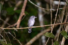 Thamnophilus ambiguus
