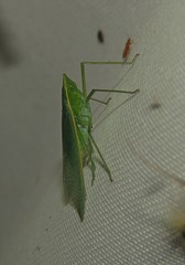 Plegmatoptera