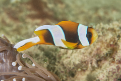 Madagascar Anemonefish photo 4